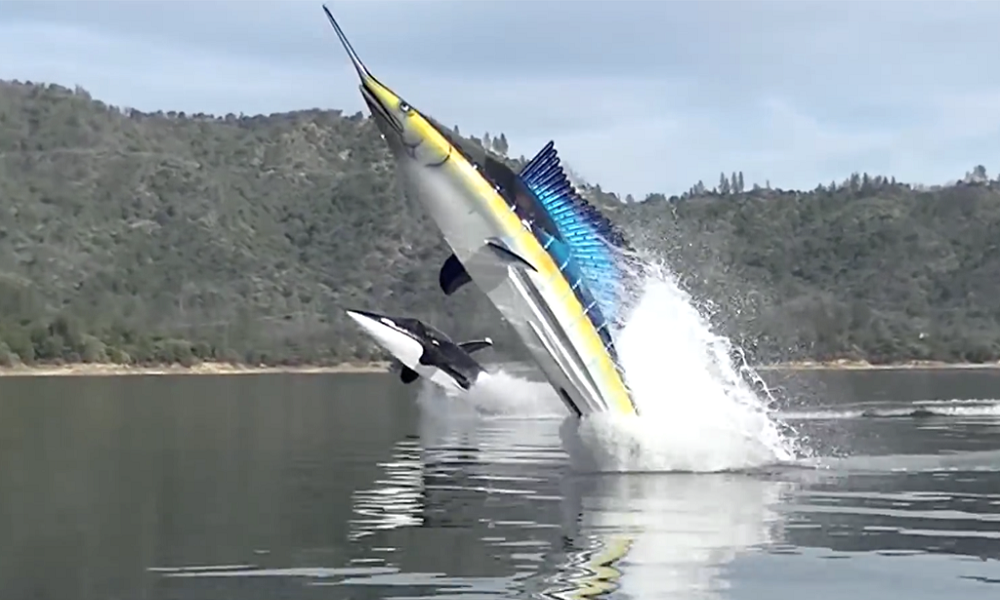Dual Seabreacher Sailfish Inspired in Action