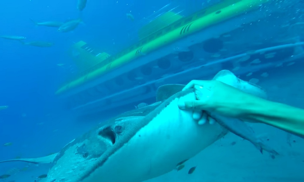 W Tourist Submarine Underwater Side View